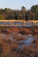 Double Trouble Cranberry bog New Jersey