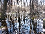 Great Swamp New Jersey