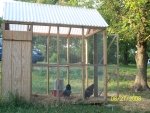 Guinea Hen pen