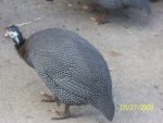 Guinea hen