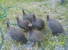 Who Us? Guinea Hens