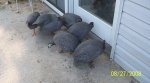 Guineas at the door.