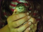 Holding a guinea hen