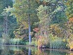 Pine Barrens Lake Atsion